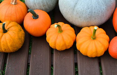 Pumpkins and squashes varieties