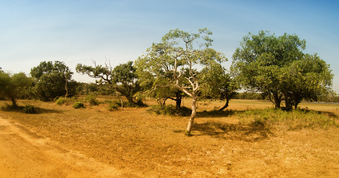 Fototapeta tropical forests and fields