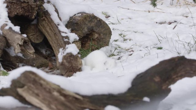 Stoat in the snow