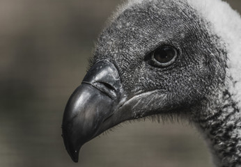 Aasgeier, wilde Tiere