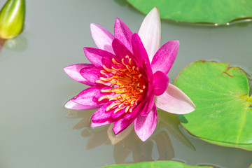 Beautiful Pink Lotus Flower . Close focus with green leaf in in pond, deep blue water surface