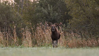 Moose bull in an autumn meadow, Eurasian elk in an autumn meadow. Rut season.