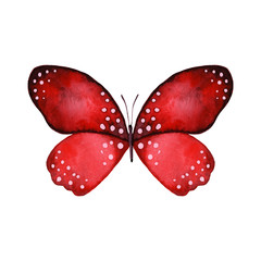 Watercolor colorful butterflies set, isolated on white background. Red butterfly illustration. Design for card, invitation, greeting, letter, poster, cover.