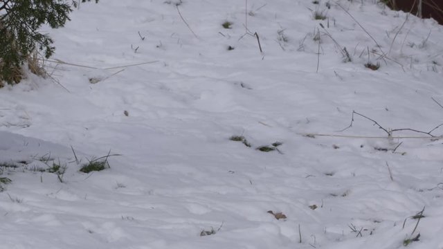 Stoat in the snow