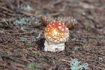 The red and white hat of a newly grown Amanita muscaria in forest grass close-up