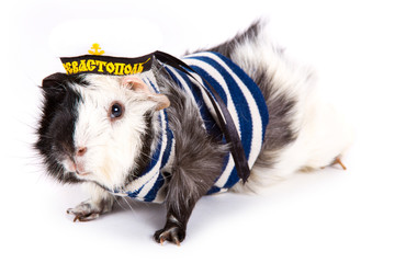 Funny Guinea pig in a sailor suit