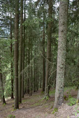 Fir forest with rows of neat trunks and clean undergrowth