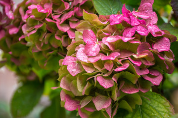 Beautiful bush of hydrangea flowers with foliage after the autumn rain.