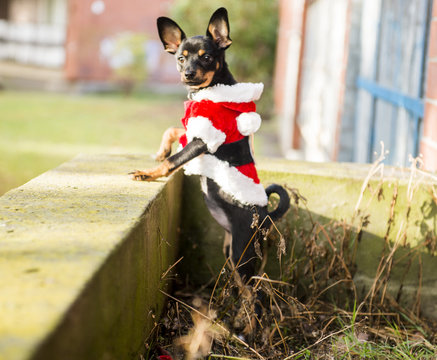 Dog In Santa Claus's Suit On Walk