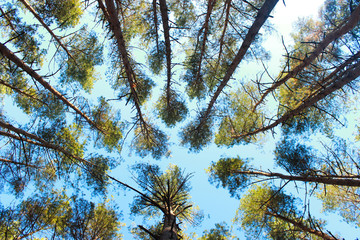 trees on the background of the sky