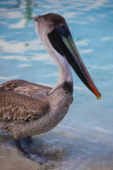 The portrain of Pelican on the beach Varadero, Cuba. Outdoors, blue sea as a background., sunny day, copy space. Exotic animals (birds).