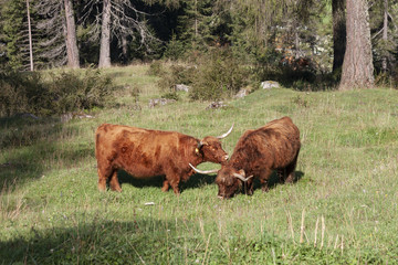 Scottish Highland Cattle graze on meadows at obereggen, to the slopes of Latemar
