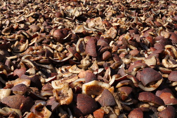 Drying coconuts to make oil in Tahaa French Polynesia