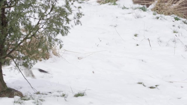 Stoat in the snow