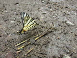 butterfly on a leaf