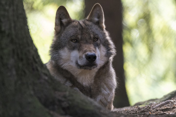 Obraz premium Wolf Sinne