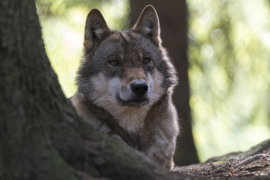 Wolf Sinne