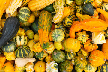 Colorful decorative pumpkins and gourds at market stall