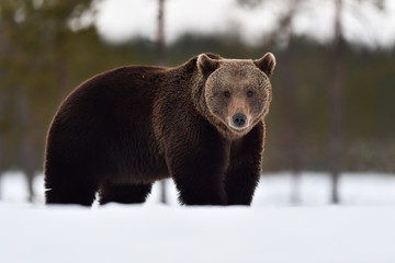 Brown bear on snow. Big male bear on snow.