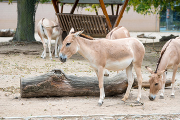 donkey in zoo