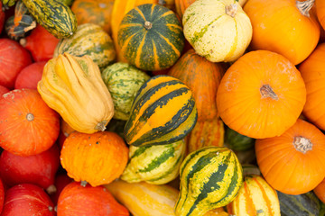 Colorful decorative pumpkins and gourds on an open market