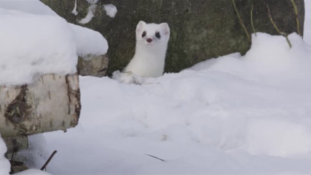 Stoat in the snow