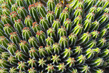 Cactus - Lanzarote / Canarias ( Spain )