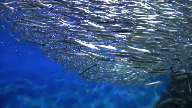 イワシの大群 / School of Sardines