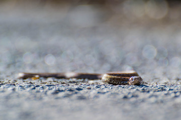 Una pequeña serpiente