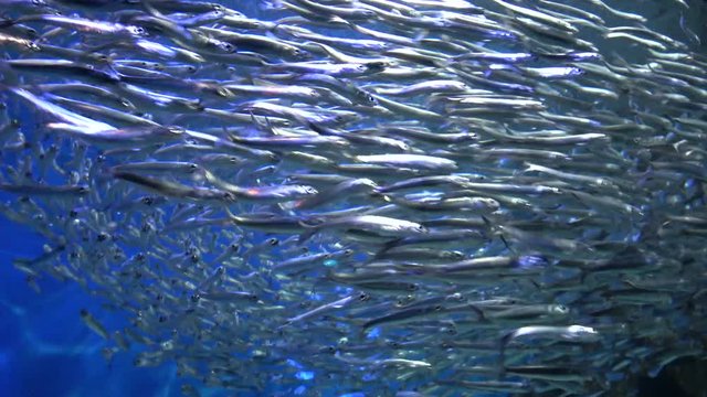 School of Sardines, Round herrings, Anchovies, raw, 4K
