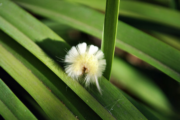 Calliteara pudibunda (pale tussock or meriansborstel) yellow fluffy caterpillar laying on long...