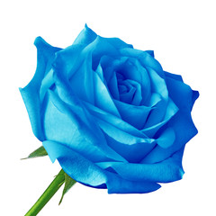 blue rose flower isolated on a white background. Close-up. Flower bud on a green stem with leaves. © afefelov68