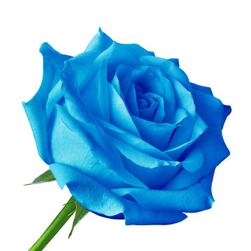 blue rose flower isolated on a white background. Close-up. Flower bud on a green stem with leaves.