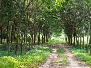 Rubber Trees