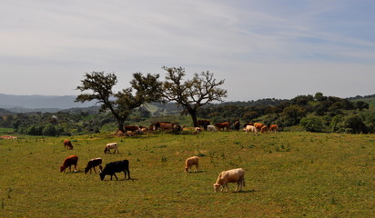 Naklejka premium Vacas pastando en la naturaleza