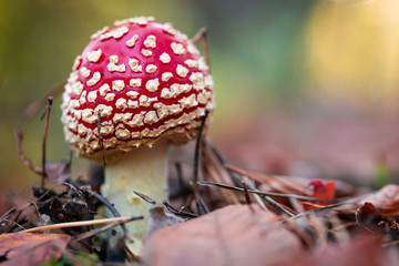 Poisonous amanita  mushroom in the forest