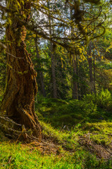 Obraz premium Baum im Wald