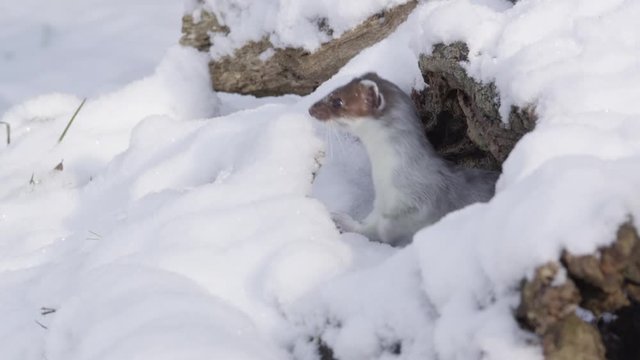 Stoat in the snow