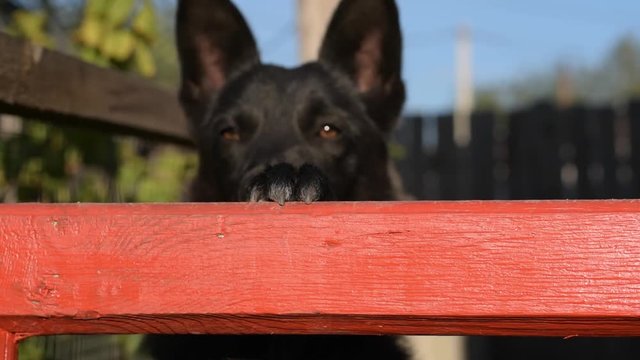 hearty hungry young dog