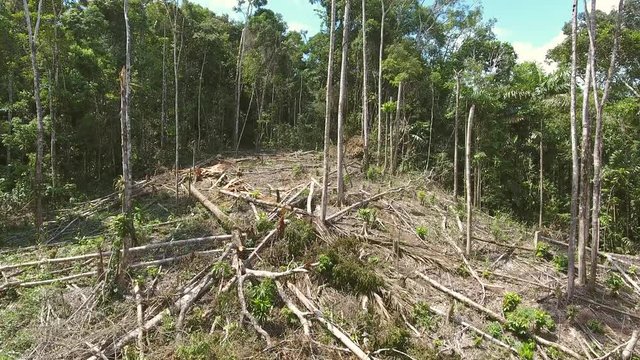 Flying through a clearing cut from tropical rainforest to plant subsistence crops. In the Ecuadorian Amazon