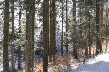 Fototapeta premium dolomites in trentino italian place in winter season snow everywhere
