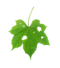 Green leaf isolated on the white background