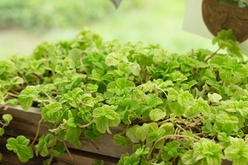 little plant in small flowerpot for garden decoration