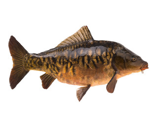 Mirror carp isolated