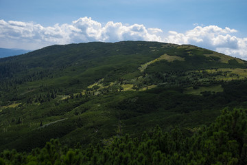 juniper on green mountains
