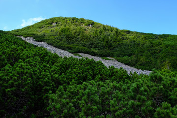 Fototapeta na wymiar juniper on green mountains