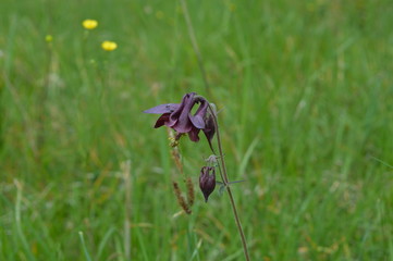 fiore dormiente