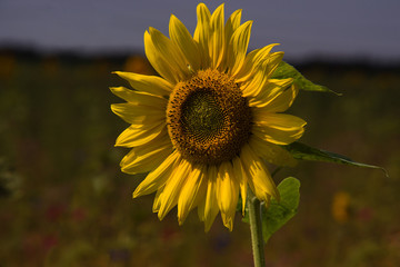 Sonnenblume