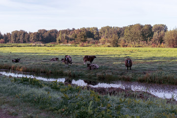 Herd of colorful sheep with winter fur in a dewy meadow. The Netherlands, Europe.