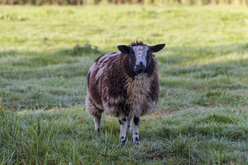 Obraz premium Landscape format picture of colorful sheep in a dewy meadow.